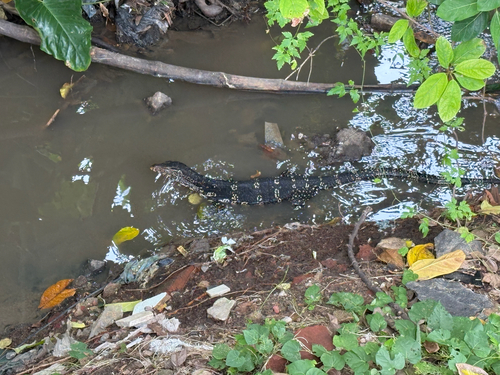 Sri Lankan Water Monitor