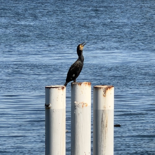 Great Cormorant