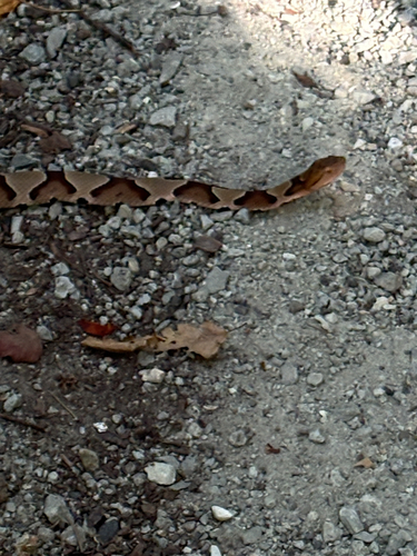 Eastern Copperhead