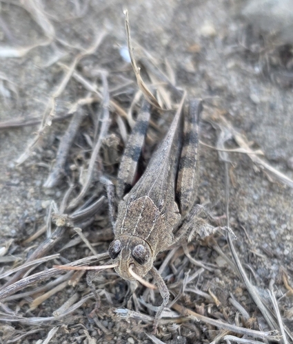 Barbary Grasshopper