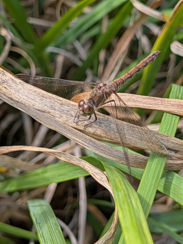 Common Darter