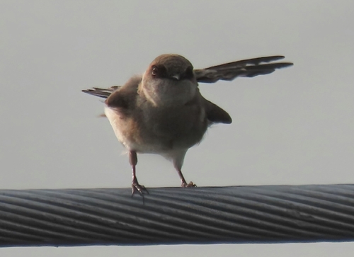 Pale Martin