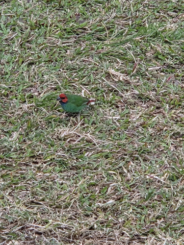 Fiji Parrotfinch