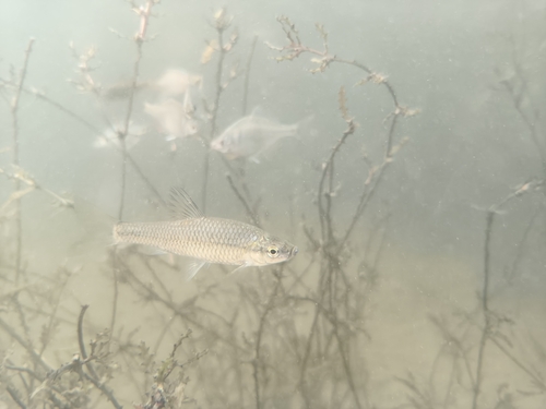 Topmouth Gudgeon