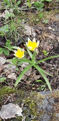 Tulipa urumiensis