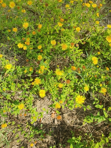 Common Fleabane