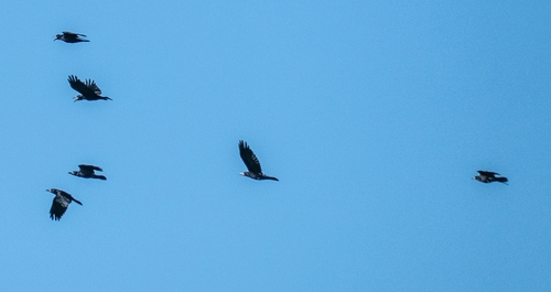 Rook