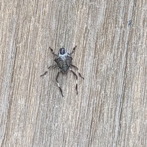 Brown Marmorated Stink Bug