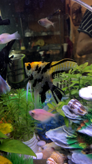 Pterophyllum scalare