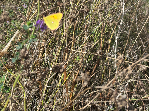 Clouded Yellow