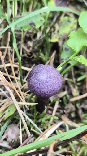 violet webcap