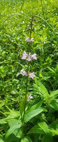 Stachys aspera observed 2026-09-16