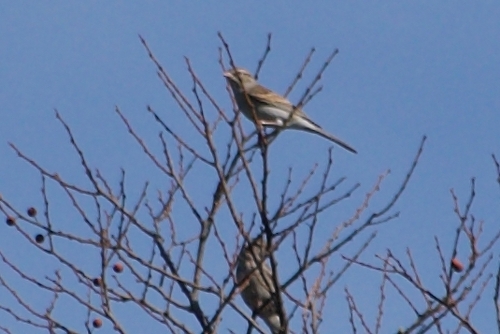 Chipping Sparrow