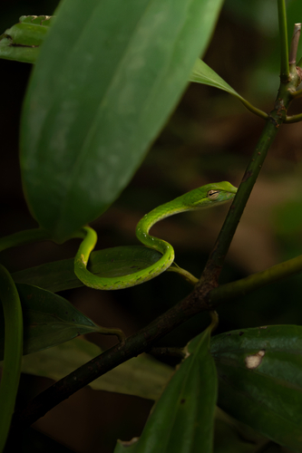 Ahaetulla mycterizans, 2026-09-15
