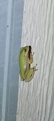 Squirrel Tree Frog