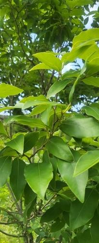 Lindera glauca, 2026-09-16