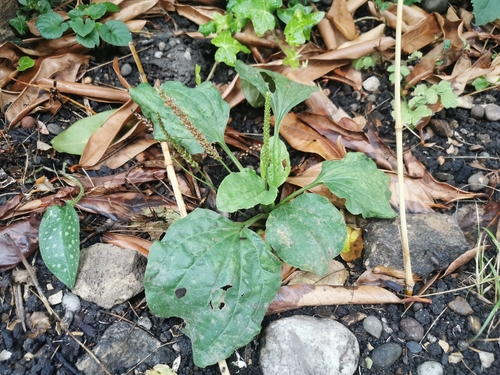 greater plantain