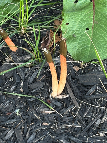Wrinkly Stinkhorn