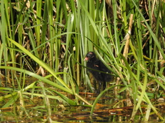 Gallinula chloropus