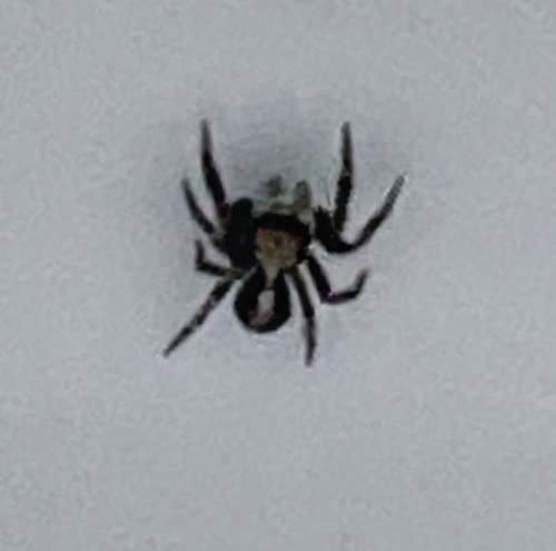 House Jumping Spider