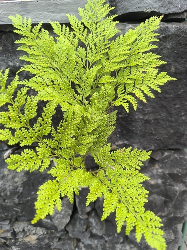 Davallia canariensis