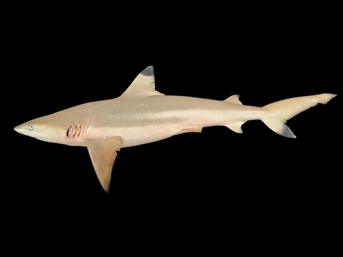 Blacktip Reef Shark