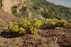 Odontarrhena tortuosa