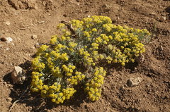 Odontarrhena tortuosa