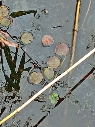 European Frog-bit