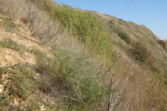 Vicia tenuifolia dalmatica