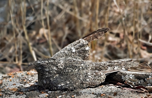 Freckled Nightjar