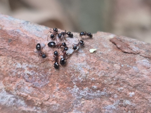 Dolichoderus quadripunctatus