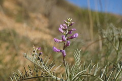 Vicia tenuifolia dalmatica