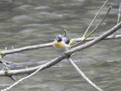 Motacilla cinerea