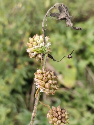 Cuscuta europaea