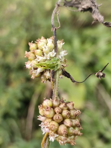 Cuscuta europaea, photograph 2