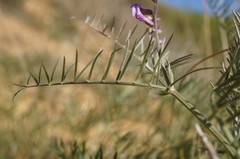 Vicia tenuifolia dalmatica