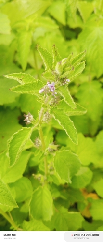 Wide Spikenard