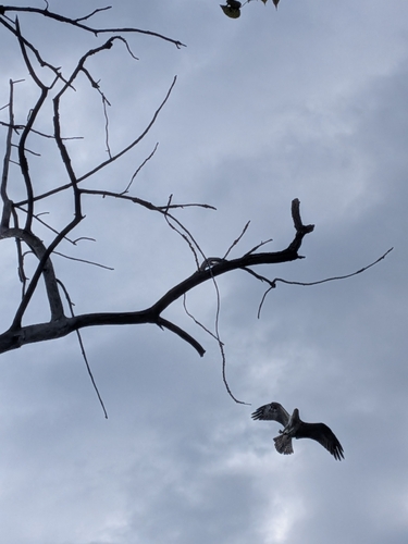 Osprey