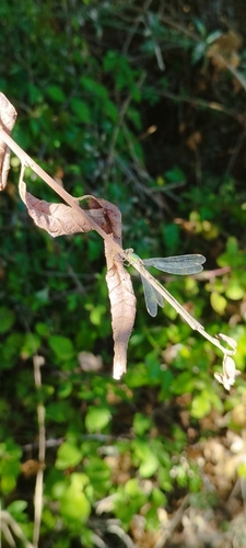 Western Willow Spreadwing