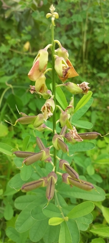 Rattleweed