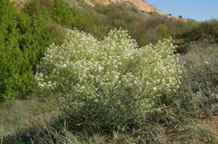Crambe aspera