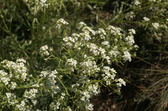 Crambe aspera