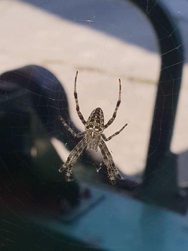 Cross Orbweaver