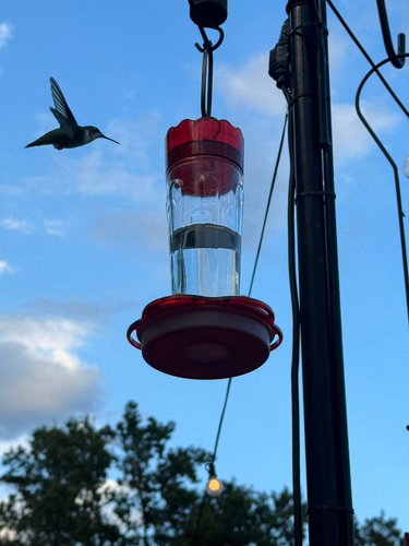 Ruby-throated Hummingbird