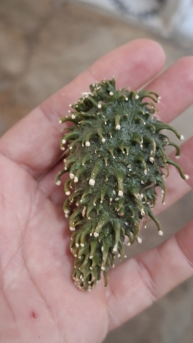 Ibatia ganglinosa