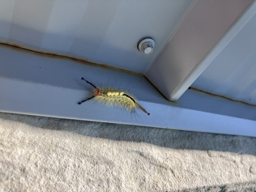 White-marked Tussock Moth