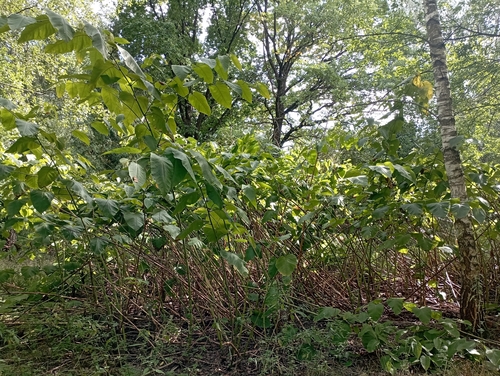 Giant Knotweed