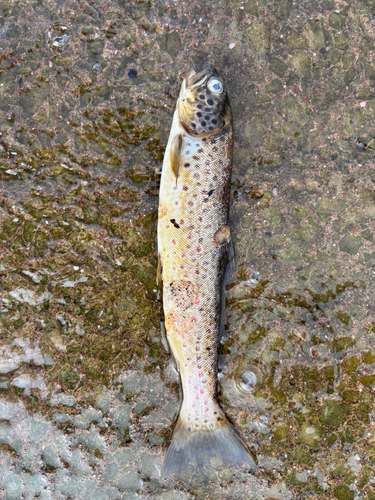 Gillaroo Trout