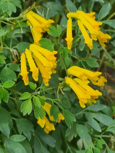 Yellow Corydalis